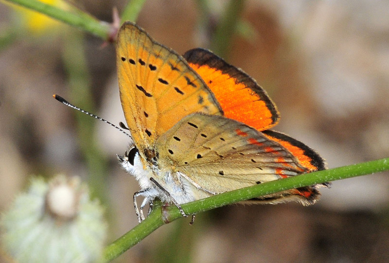 Lycaena ottomana